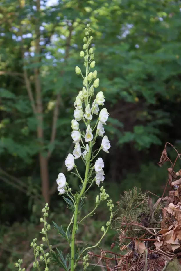 Aconitum napellus 'Album' - Weißer Eisenhut