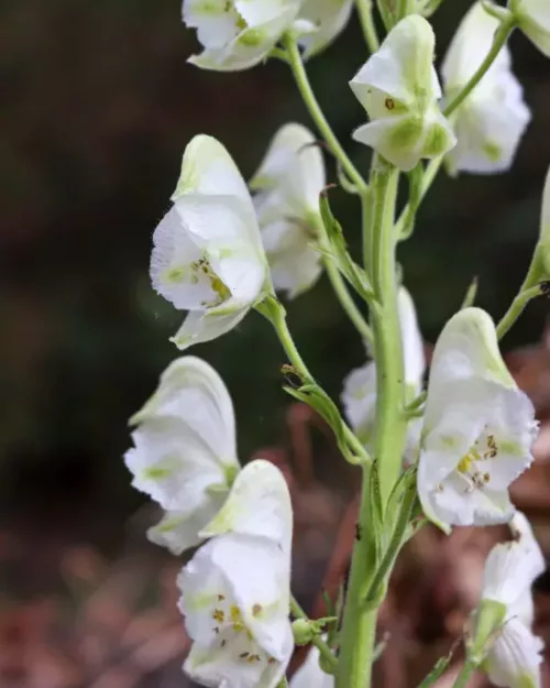 Aconitum napellus 'Album' - Weißer Eisenhut