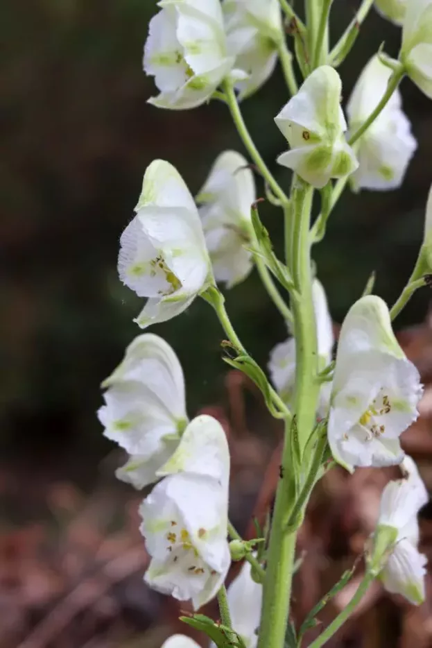 Aconitum napellus 'Album' - Weißer Eisenhut