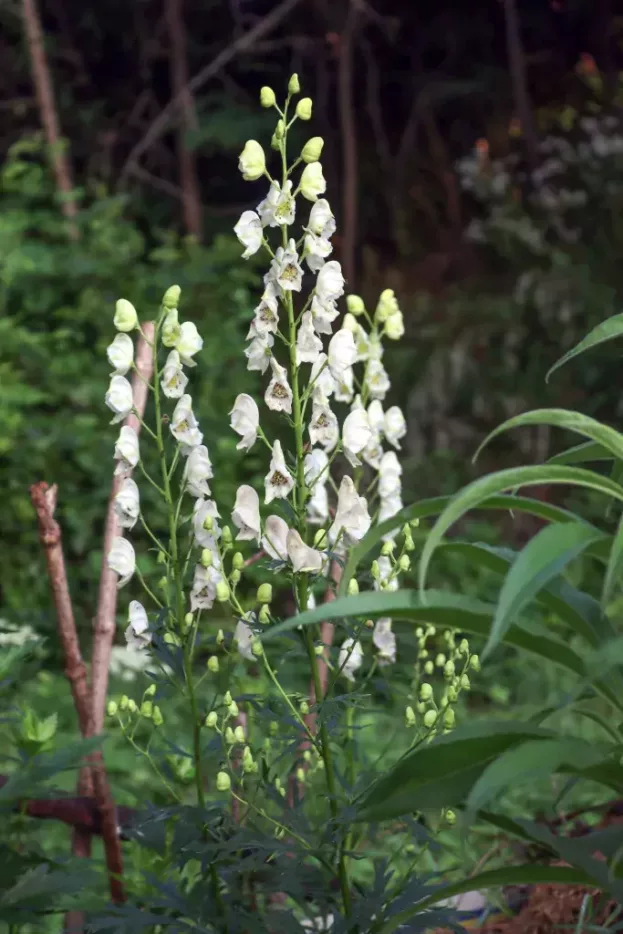 Aconitum napellus 'Album' - Weißer Eisenhut