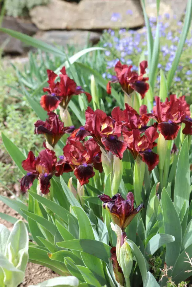 Iris barbata-nana 'Snugglebug' - Zwerg-Schwertlilie