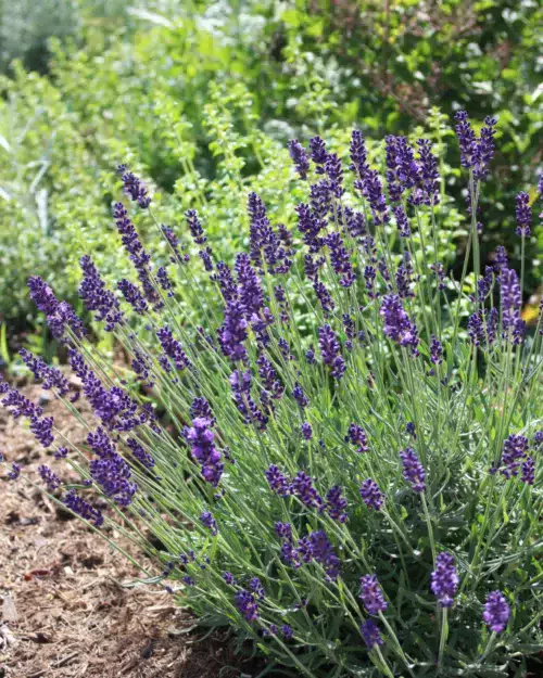 Lavandula 'Hidcote', Lavendel