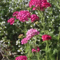 Achillea 'Pink Grapefruit' - Garten-Schafgarbe